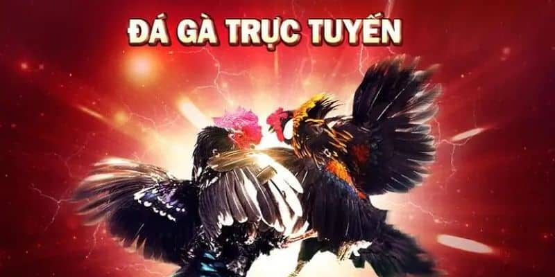 Hướng dẫn chơi đá gà đơn giản cho tân thủ mới hiện nay